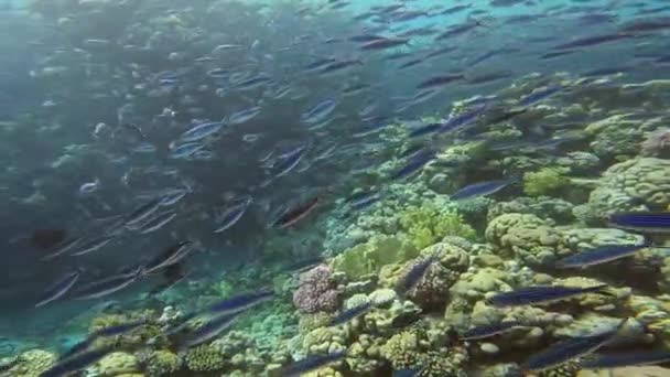 Видео Школы Полосатых Стрелков Caesio Striata Красном Море Египет — стоковое видео