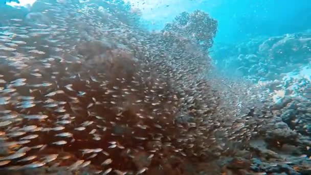 Videó Pygmy Sweepers Más Néven Glassfish Parapriacanthus Ransonneti Vörös Tenger — Stock videók