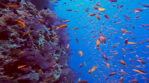 Βίντεο Του Golden Anthias Pseudanthias Squamipinnis Στην Ερυθρά Θάλασσα Αίγυπτος — Αρχείο Βίντεο