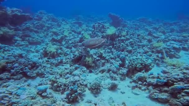 Video Einer Falkenschildkröte Eretmochelys Imbricata Roten Meer Ägypten — Stockvideo