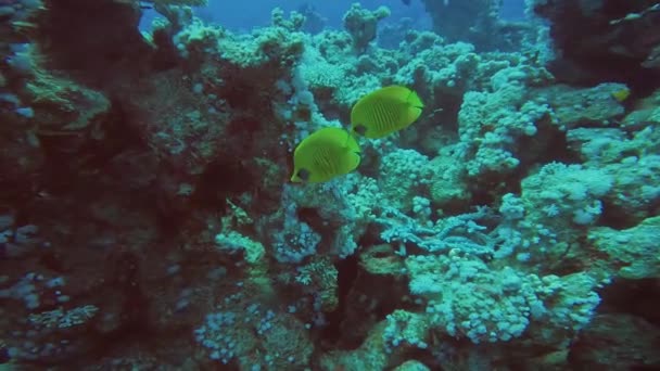 Video Pesce Farfalla Mascherato Chaetodon Semilarvatus Nel Mar Rosso Egitto — Video Stock