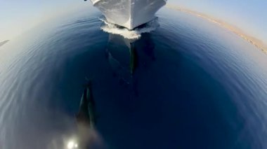 Şişe Burunlu Yunuslar 'ın (Tursiops Truncatus) Mısır, Kızıldeniz' de bir dalış teknesinin pruva dalgalarına bindiği 4k video