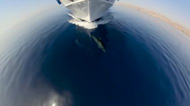 Şişe Burunlu Yunuslar 'ın (Tursiops Truncatus) Mısır, Kızıldeniz' de bir dalış teknesinin pruva dalgalarına bindiği 4k video