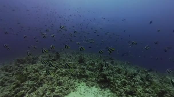 Wideo Dużą Liczbą Bannerfish Morza Czerwonego Heniochus Intermedius Morzu Czerwonym — Wideo stockowe