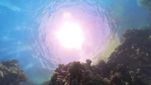 산호초 이집트 — 비디오