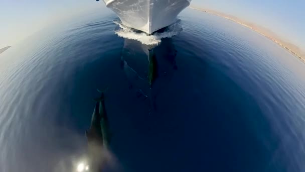 Video Bottlenose Dolphins Tursiops Truncatus Cavalcando Onde Prua Una Barca — Video Stock