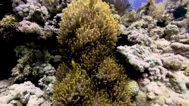 Video Pesce Cerimoniale Del Mar Rosso Amphiprion Bicinctus Nel Mar — Video Stock