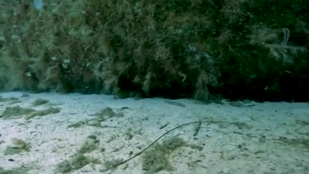 Video Wide Eyed Flounder Bothus Podas Sea Floor Comino Malta — Stock Video