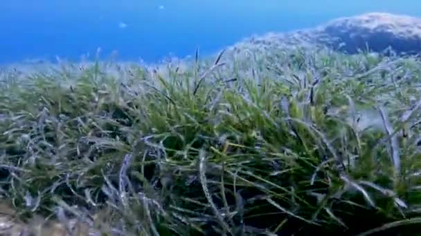 马耳他科米诺地中海海草4K视频 — 图库视频影像