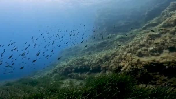 Video Malých Ryb Blízkosti Skal Středozemním Moři Comino Malta — Stock video