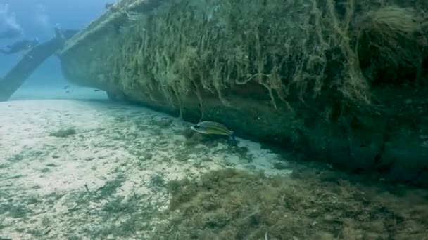 Akdeniz Deki Doğu Atlantik Tavuskuşu Kanadı Nın Symphodus Tinca Videosu — Stok video
