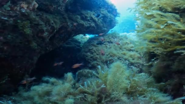 Video Mediterranean Cardinalfish Apogon Imberbis Comino Malta — стокове відео