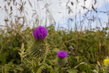 İngiltere 'nin Cornwall kentindeki Lands End kayalıklarında yetişen bir Boğa Dikeni (Cirsium vulgare).