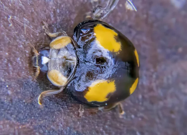 Suffolk Ngiltere Bir Bahçede Mantar Yiyen Bir Uğur Böceğine Illeis — Stok fotoğraf