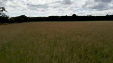 Suffolk, İngiltere 'deki bir tarlada yetişen ekinlerin üzerinden geçen 4k görüntü.