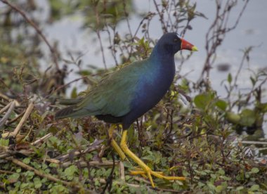 Tohopekaliga Gölü, Florida, ABD 'deki American Purple Gallinule (Porphyrio martinica)