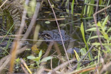 Tohopekaliga Gölü, Florida, ABD 'de Ortak Timsah (Alligator Missipiensis)