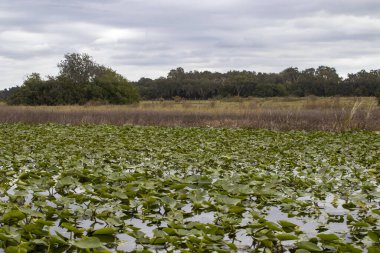 Tohopekaliga Gölü, Kissimmee yakınlarında, Florida, ABD