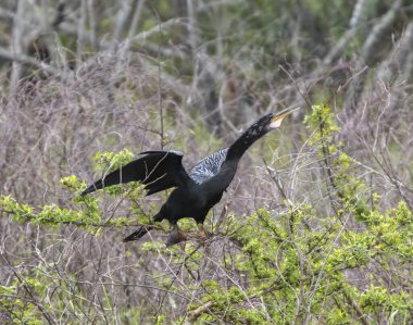 Bir Anhinga (Anhinga anhinga) Florida, ABD 'deki Tohopekaliga Gölü' nde bir ağaca tünemiştir.