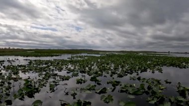 Tohopekaliga Gölü 'nün 4k videosu Kissimmee, Florida, ABD yakınlarında.