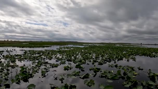 Video Sjön Tohopekaliga Nära Kissimmee Florida Usa — Stockvideo