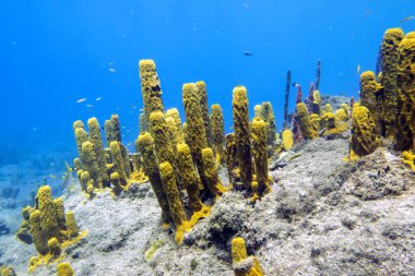 Roseau, Dominica yakınlarındaki Şampanya Resifinde yumuşak mercan