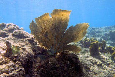 Soft coral on Champagne Reef near Roseau, Dominica clipart
