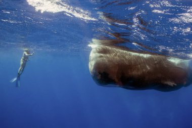 Karayip Denizi 'nde bir sperm balinasını (Physeter makrocephalus) gözlemleyen bir şnorkelci.