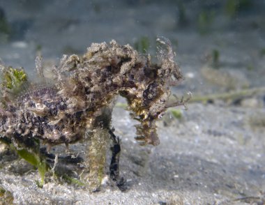 A Long-snouted Seahorse (Hippocampus guttulatus) in Florida, USA