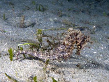 A Long-snouted Seahorse (Hippocampus guttulatus) in Florida, USA