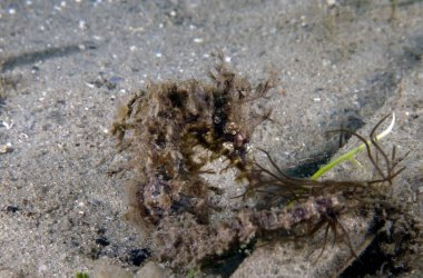 A Long-snouted Seahorse (Hippocampus guttulatus) in Florida, USA