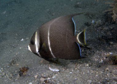 Bir Gri Melek Balığı (Pomacanthus arcuatus) Florida, ABD 'de yetişkin altı safhada