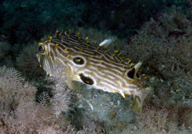 Florida, ABD 'de Çizgili Burrfish (Chilomycterus schoepfi)