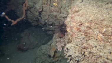 Florida, ABD 'de bulunan Uzun Omurgalı Deniz Kestanesi' nin (Diadema antillarum) 4k videosu