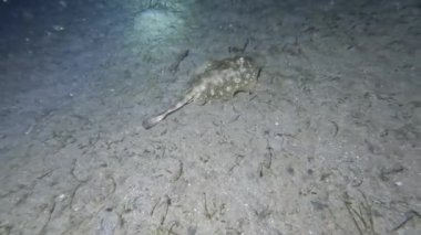 4k video of a Yellow Stingray (Urobatis jamaicensis) in Florida, USA