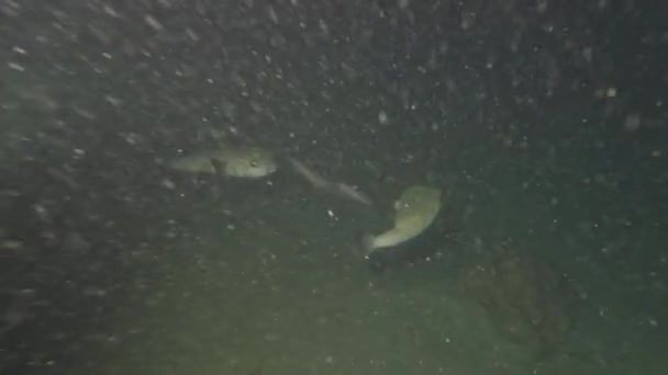 Video Páru Spot Fin Porcupinefish Diodon Hystrix Floridě Usa — Stock video