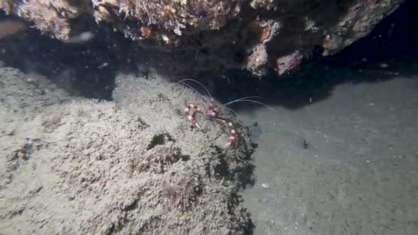 Video Banded Boxer Shrimp Stenopus Hispidus Florida Usa — Vídeos de Stock