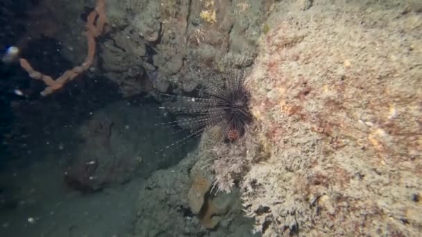 Video Long Spined Sea Urchin Diadema Antillarum Florida Usa — Stok Video