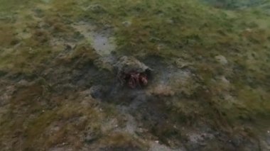 4k video: Bareye Hermit Crab (Dardanus fucosus), Florida, ABD