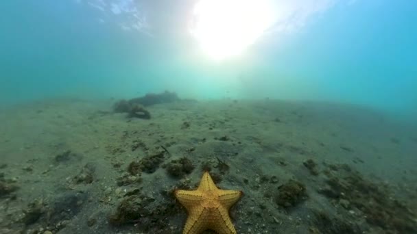 Video Red Cushion Sea Star Oreaster Reticulatus Florida Usa — Stok video