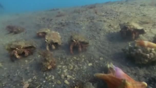Video Bareye Hermit Crab Dardanus Fucosus Florida Stati Uniti America — Video Stock