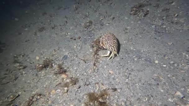 Video Flame Box Crab Calappa Flammea Florida Usa — Vídeo de stock