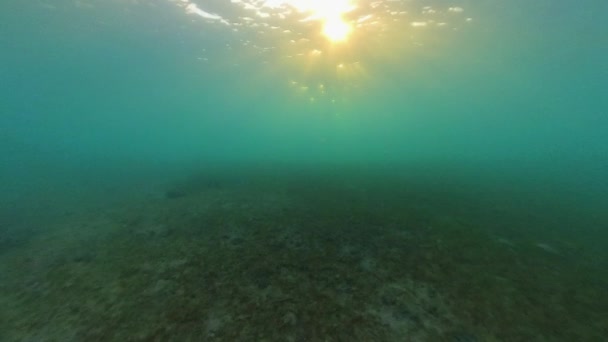 Video Van Vroege Ochtend Zonlicht Onder Water Bij Blue Heron — Stockvideo