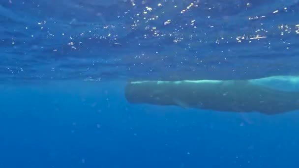 Wideo Dorosłym Sperm Whale Physeter Macrocephalus Morzu Karaibskim — Wideo stockowe