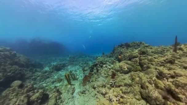 Video Champagne Reef Nära Roseau Dominica — Stockvideo