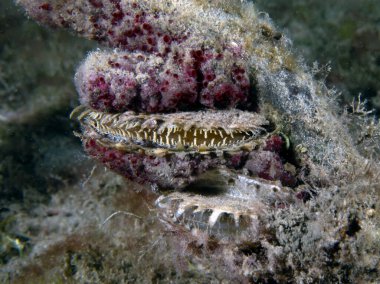 An Atlantic Thorny Oyster (Spondylus americanus) in Florida, USA clipart