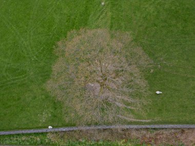 Birleşik Krallık 'ın Cumbria kırsalındaki bir arazide büyük bir ağacın tepesine bakıyor.