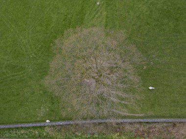 Looking down directly overhead a large tree in a field in rural Cumbria, UK clipart