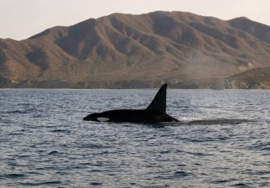 Bir katil balina sürüsü (Orcinus orca) Cortez, Meksika 'da turist tekneleri yakınlarında