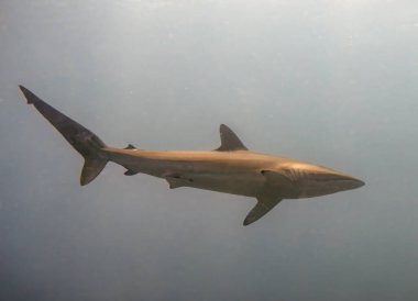 Pasifik Okyanusu, Baja California Sur, Meksika 'da İpeksi Köpekbalığı (Carcharhinus falciforis)